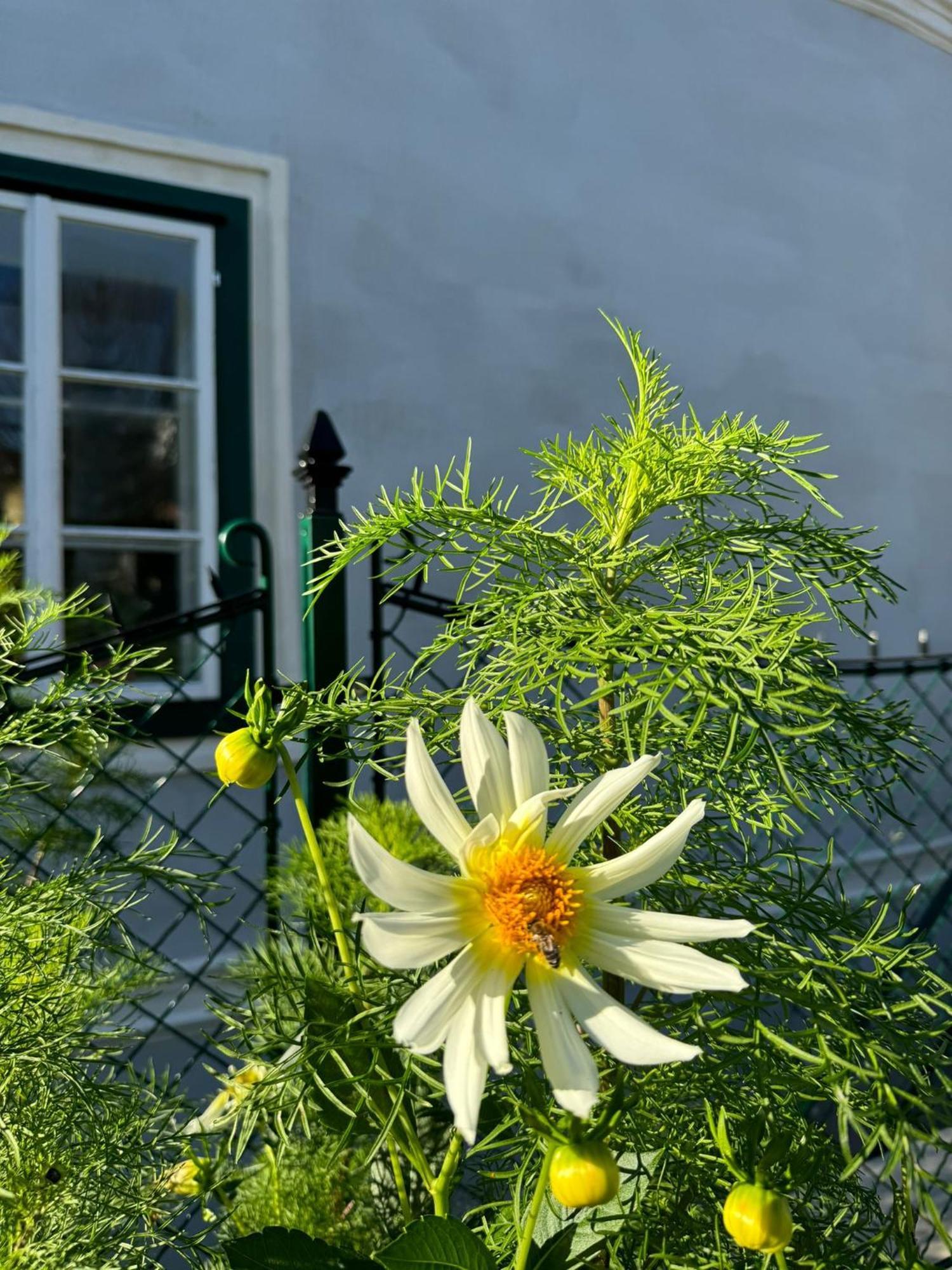 Podenhaus Bad Aussee Bagian luar foto